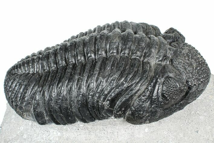 Huge Phacopid (Drotops) Trilobite - Issoumour, Morocco #363233